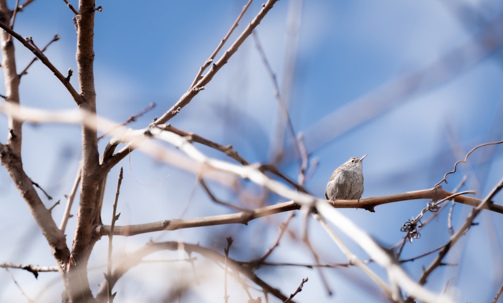 a small bird sitting on a branch of a tree