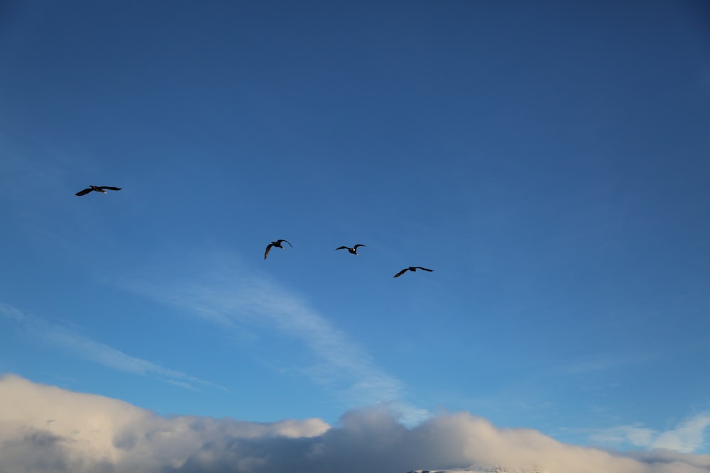 a flock of birds flying through a blue sky