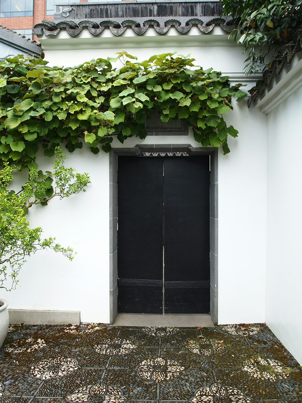 a black door surrounded by greenery on a white building