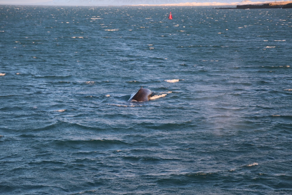 a whale swimming in the ocean with a sailboat in the background