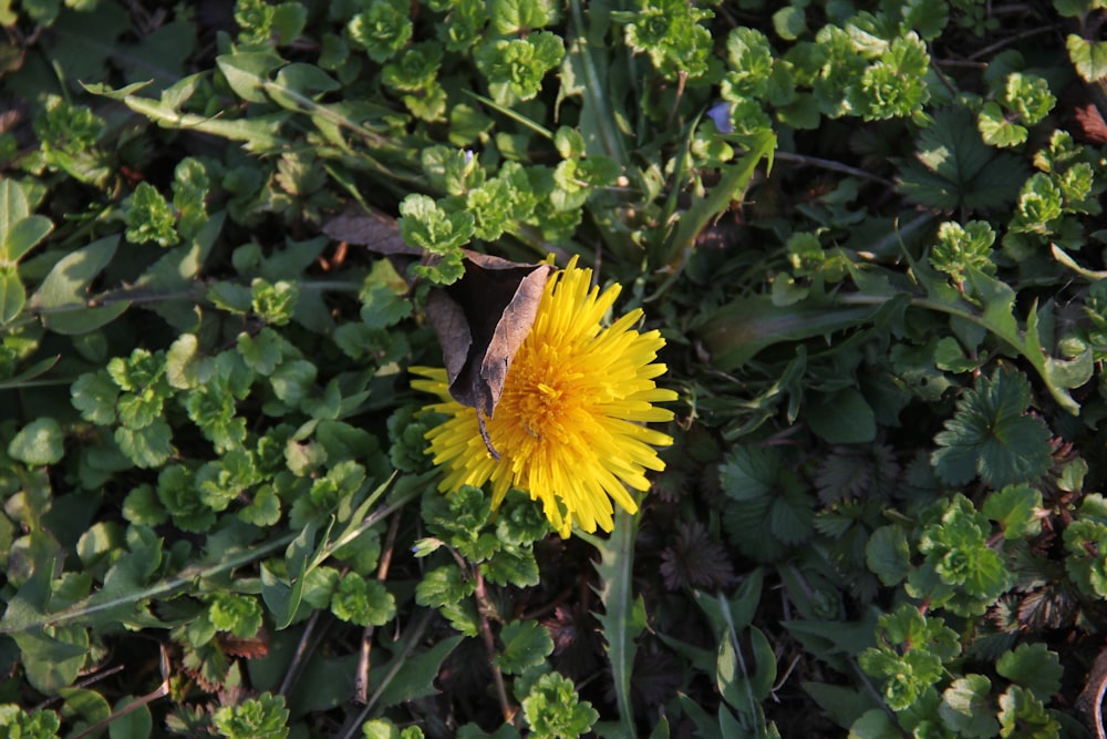 a yellow dandelion in the middle of a field