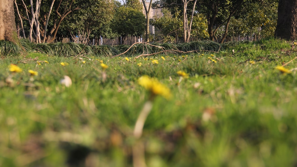 a field of green grass with yellow flowers