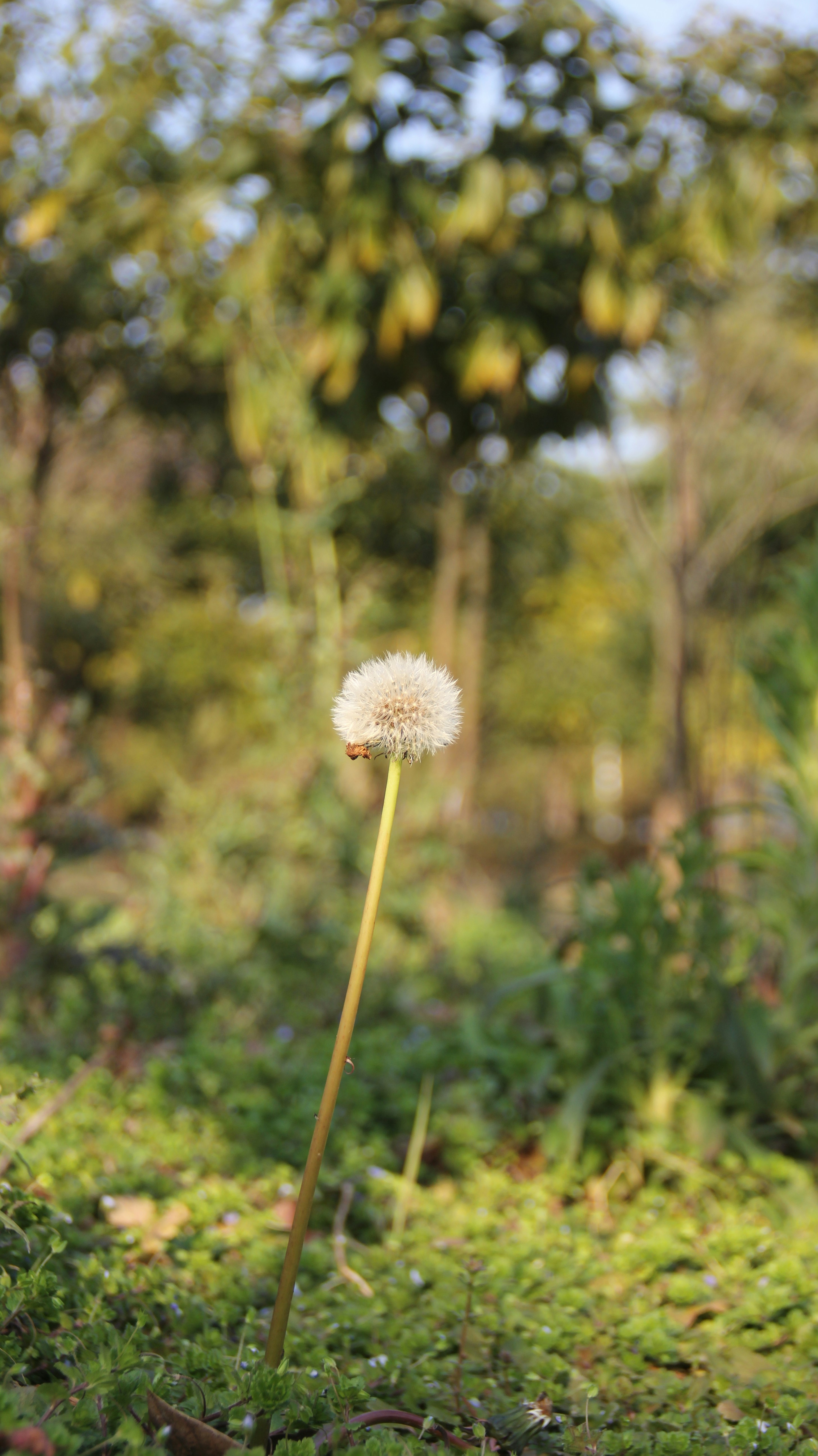 Photo by uttam_kumar