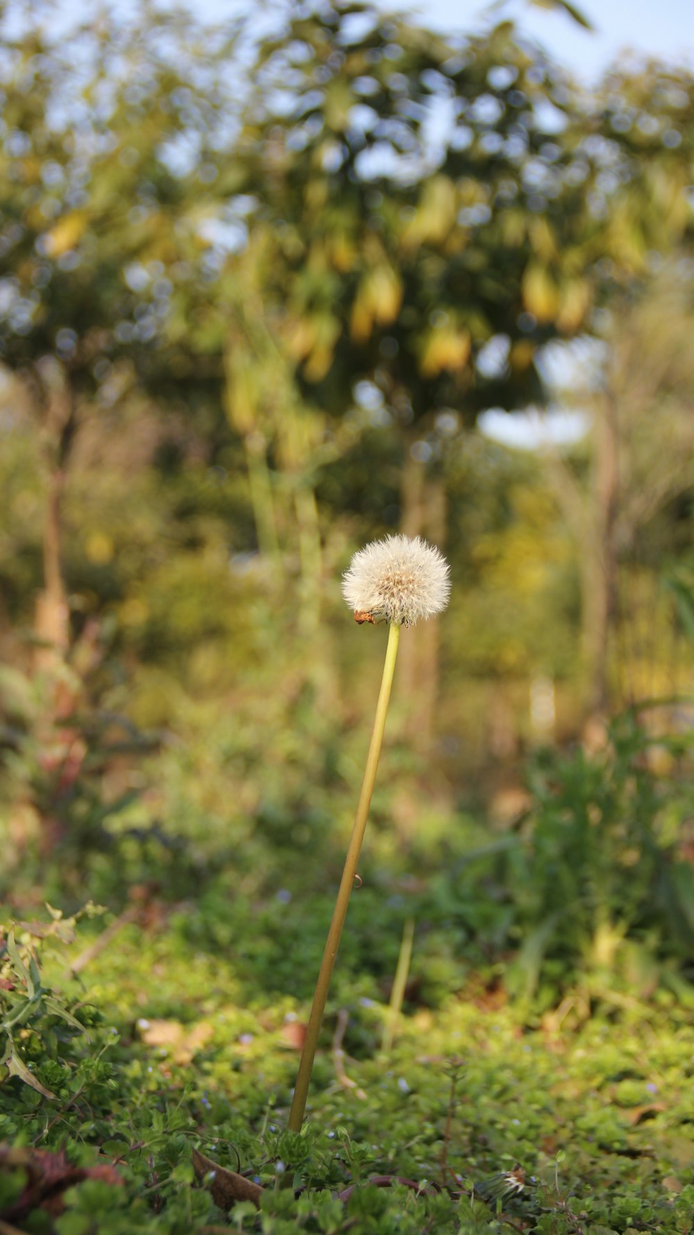 a dandelion in a field with trees in the background