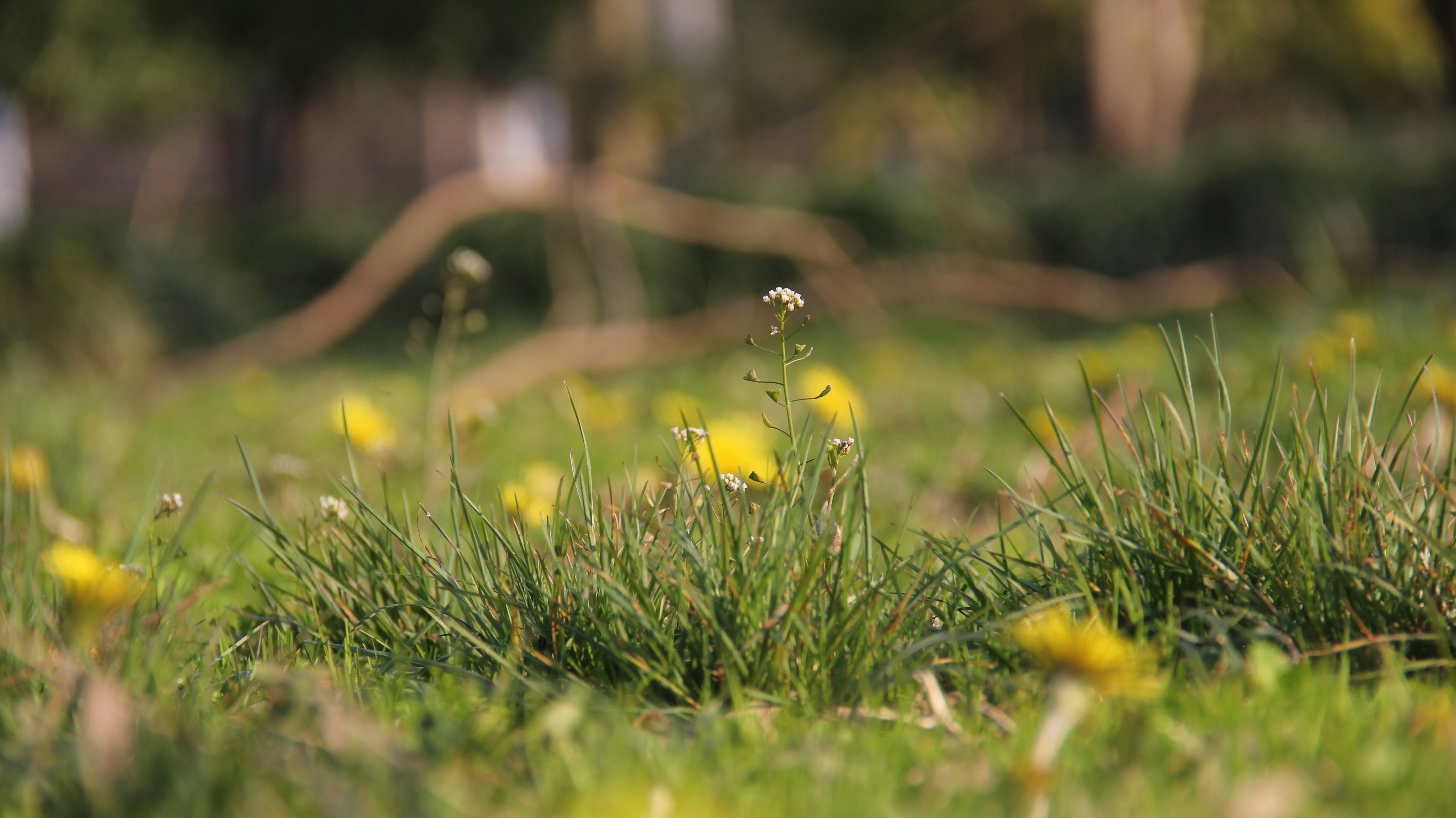 Photo by uttam_kumar