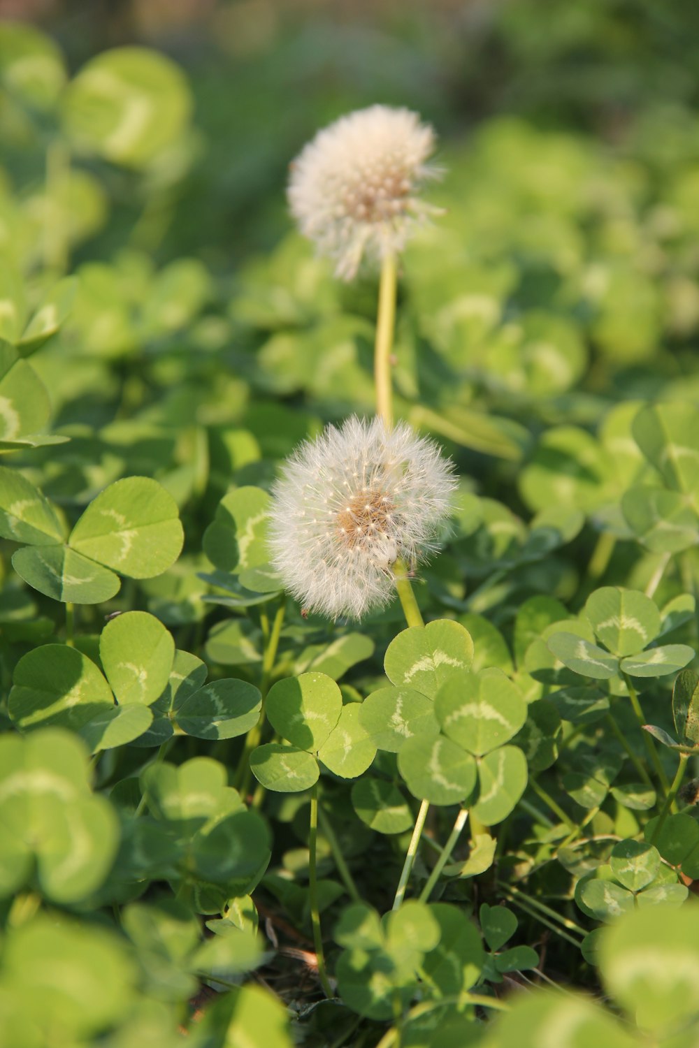 a couple of white flowers sitting on top of a lush green field