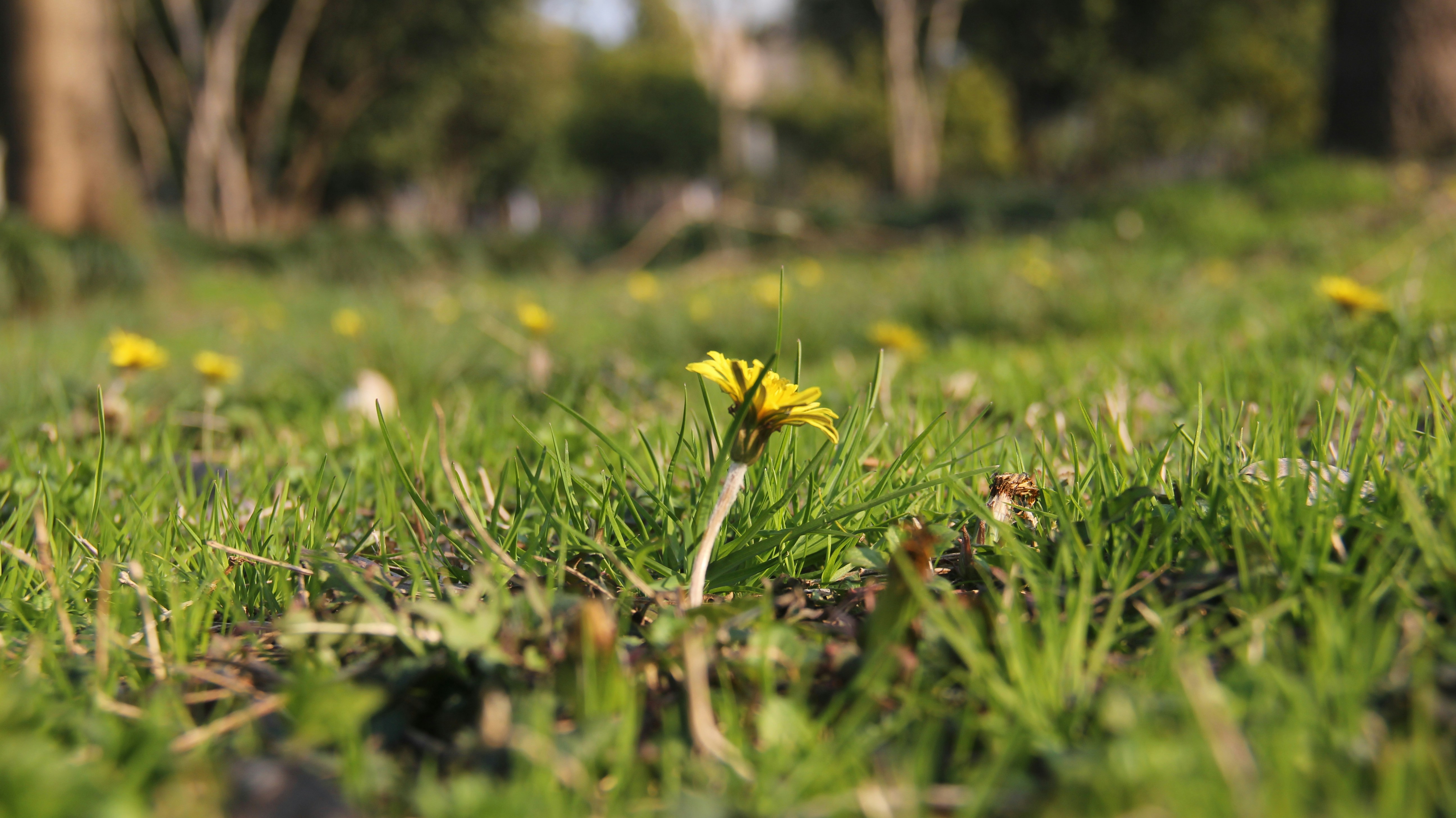 a small yellow flower sitting on top of a lush green field