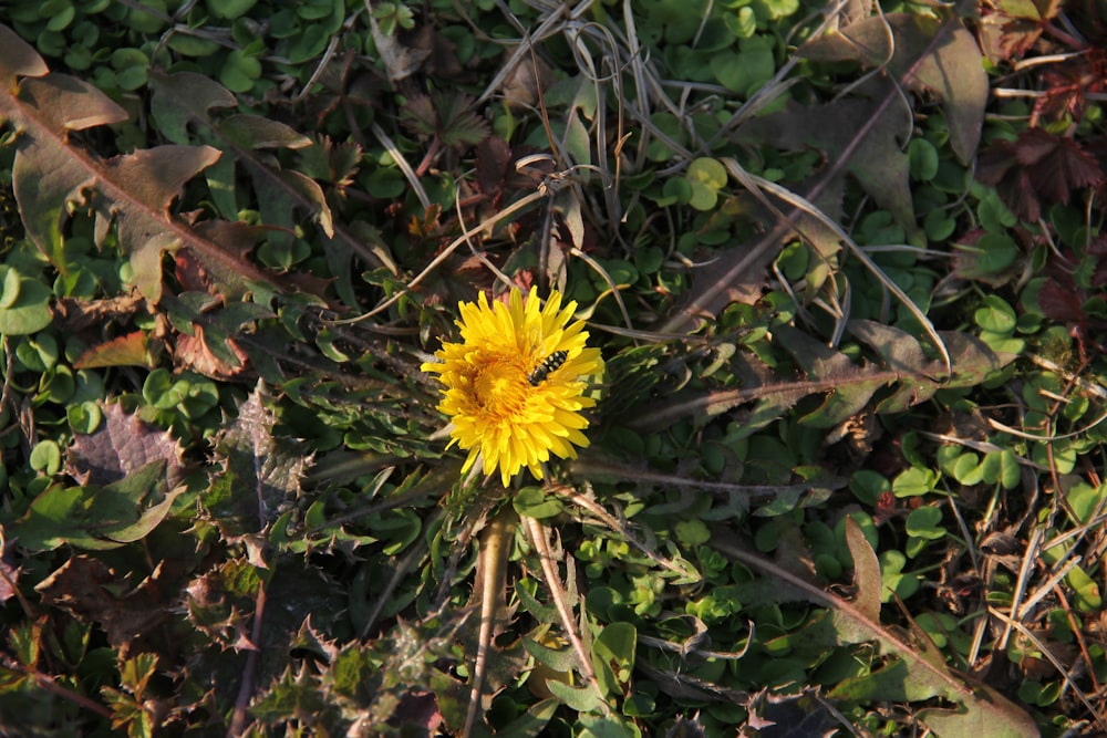 a dandelion is growing in the middle of a field