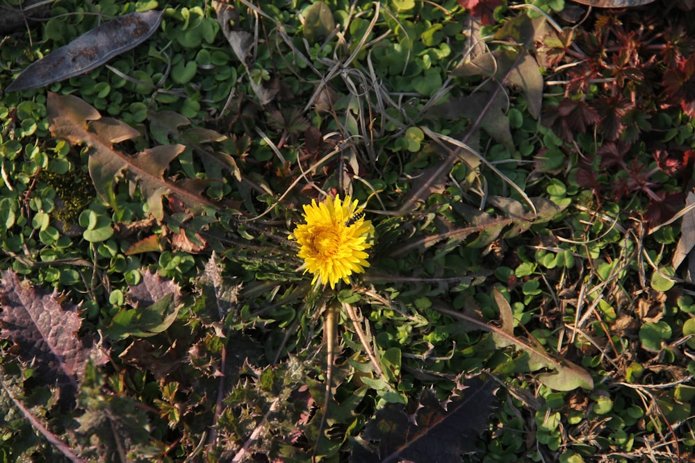 a single yellow flower sitting on top of a lush green field