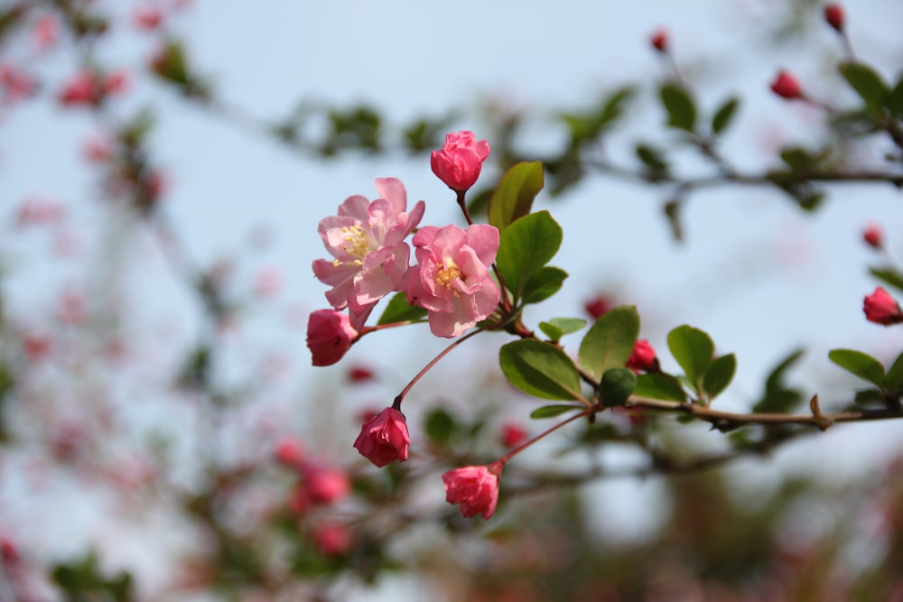 a branch with pink flowers and green leaves