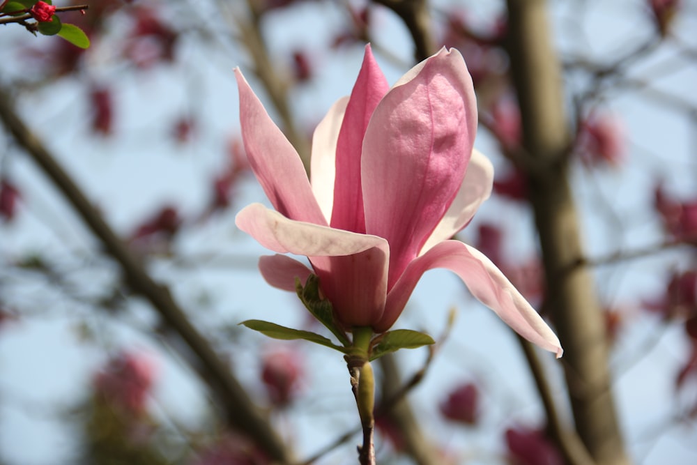 a close up of a pink flower on a tree