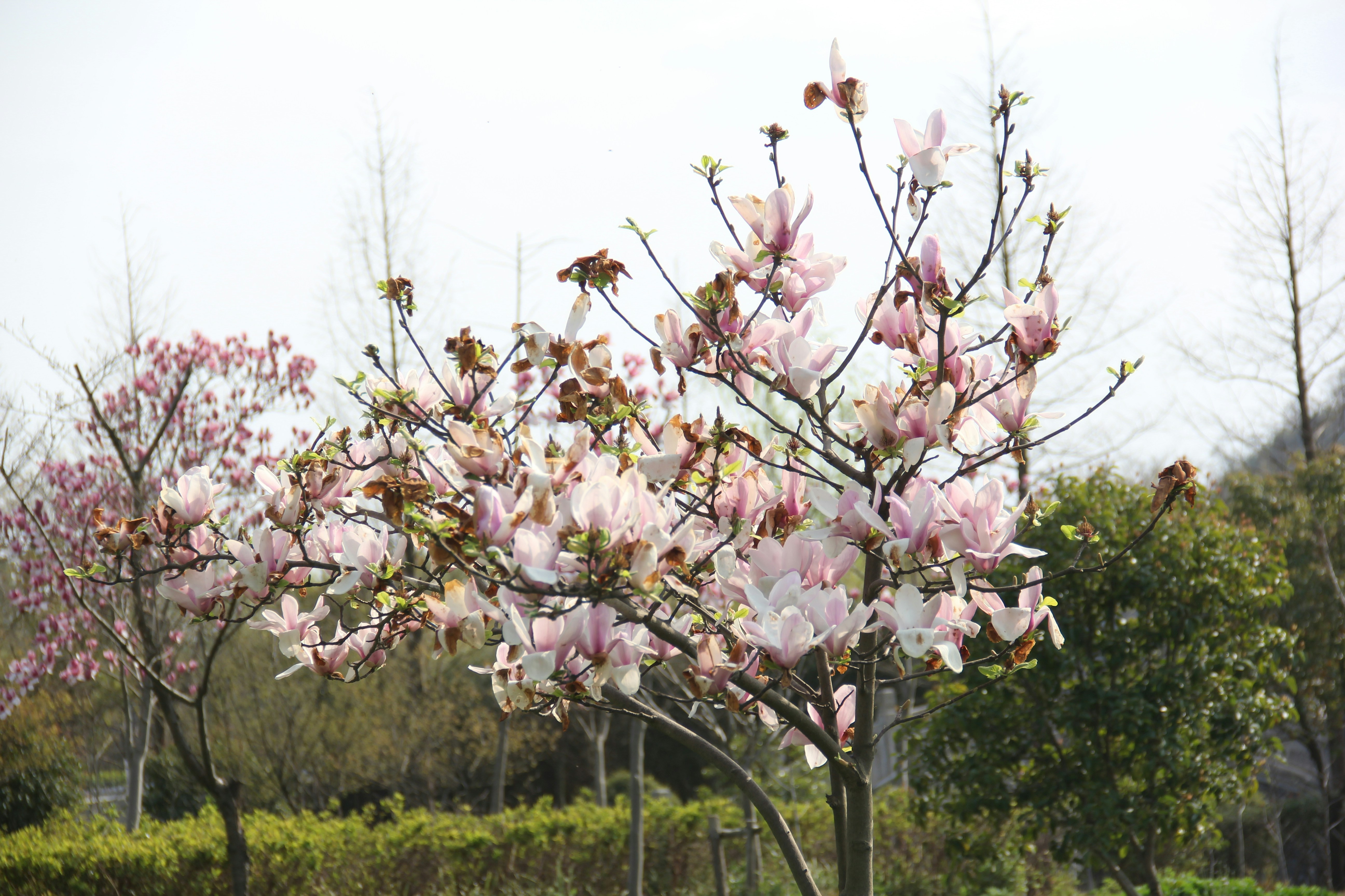 a tree with pink flowers in a park