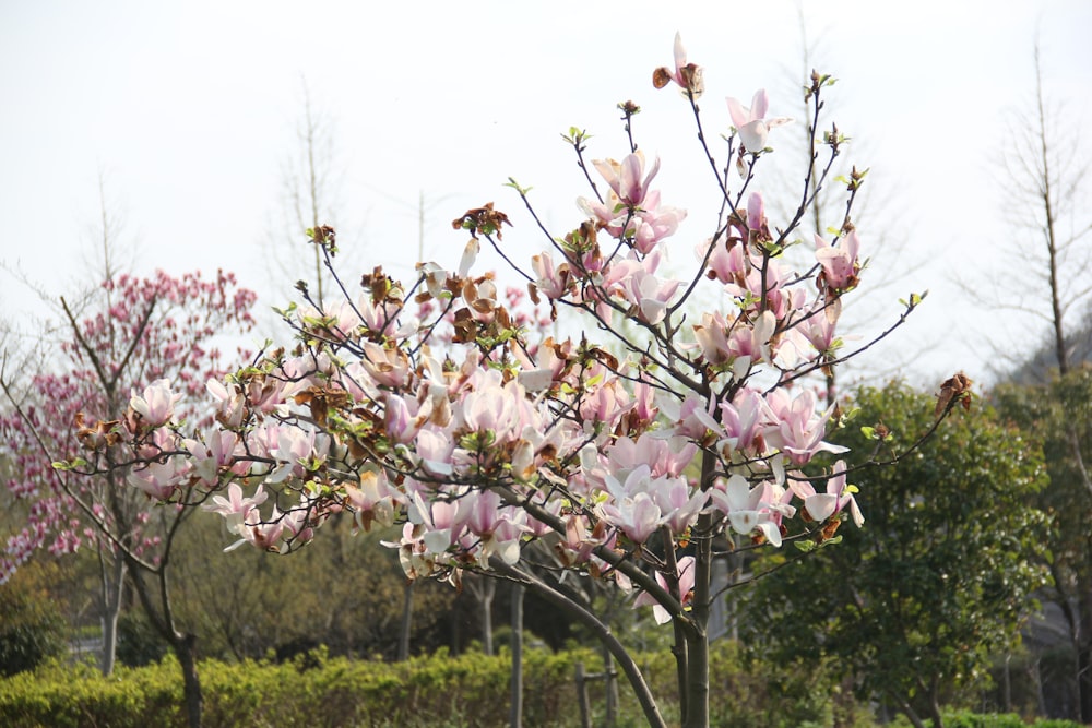 a tree with pink flowers in a park