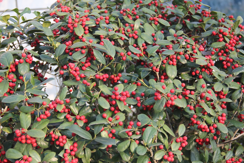 a bush with red berries and green leaves