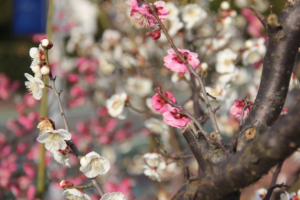 a close up of a tree with pink and white flowers