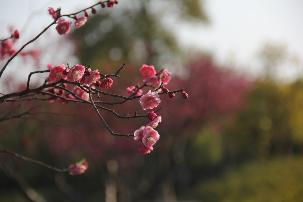 a close up of a tree with pink flowers