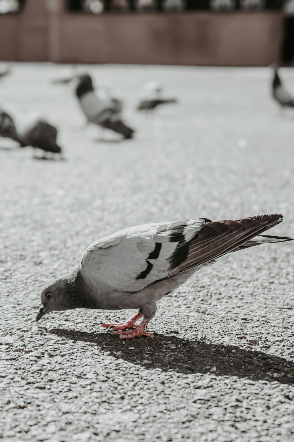 a flock of birds standing on top of a cement ground