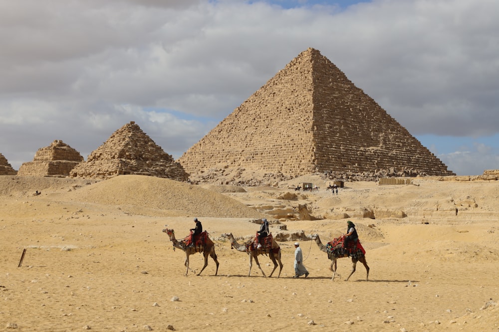 a group of people riding on the backs of camels