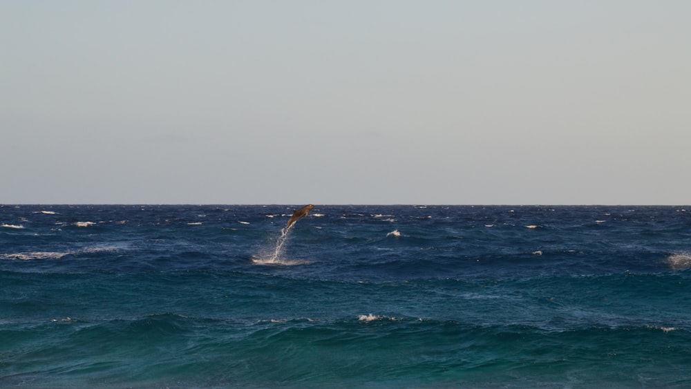 une personne sur une planche de surf au milieu de l’océan