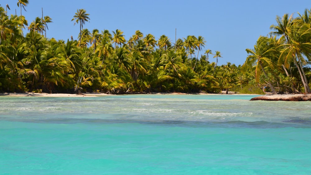 a tropical beach with palm trees in the background