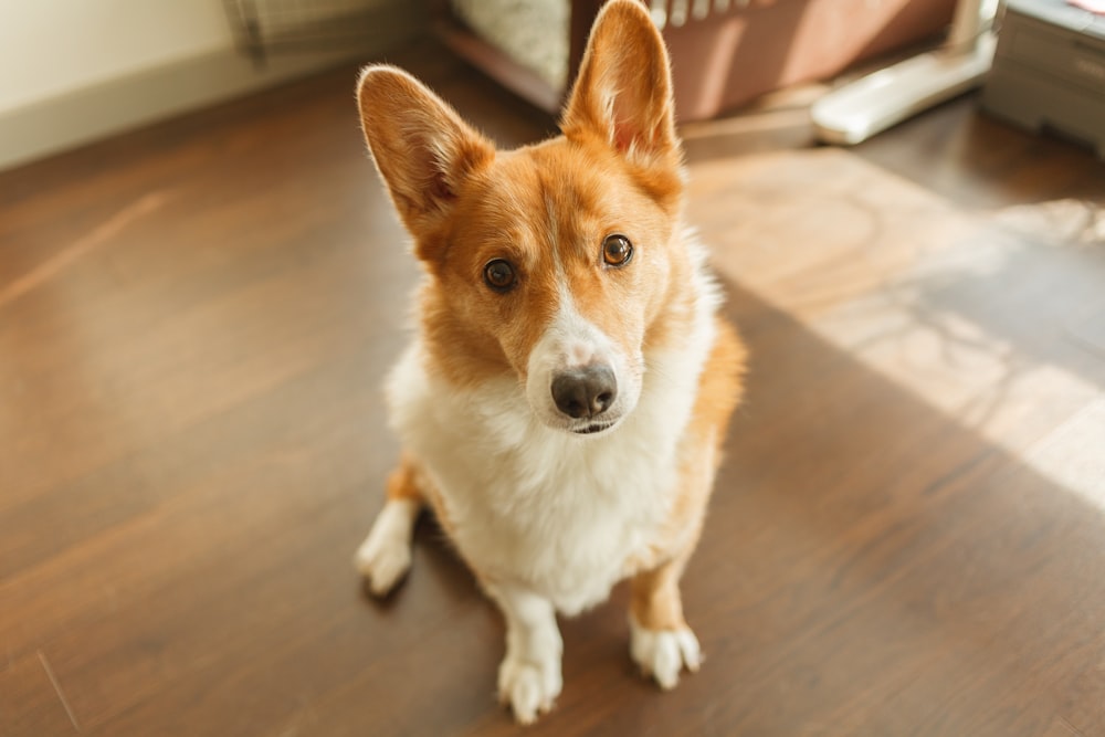 a brown and white dog sitting on top of a wooden floor