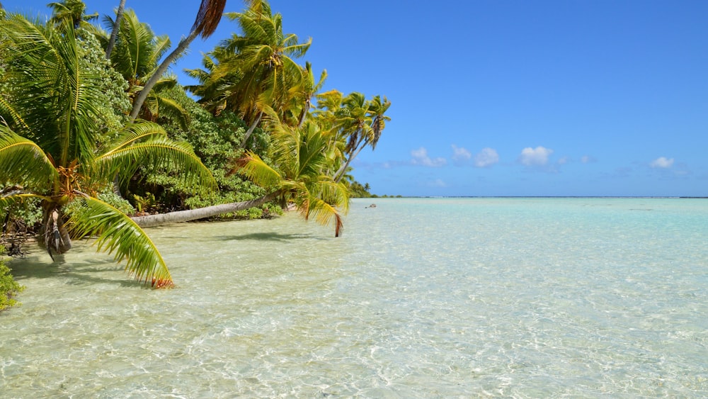 a tropical beach with palm trees and clear water