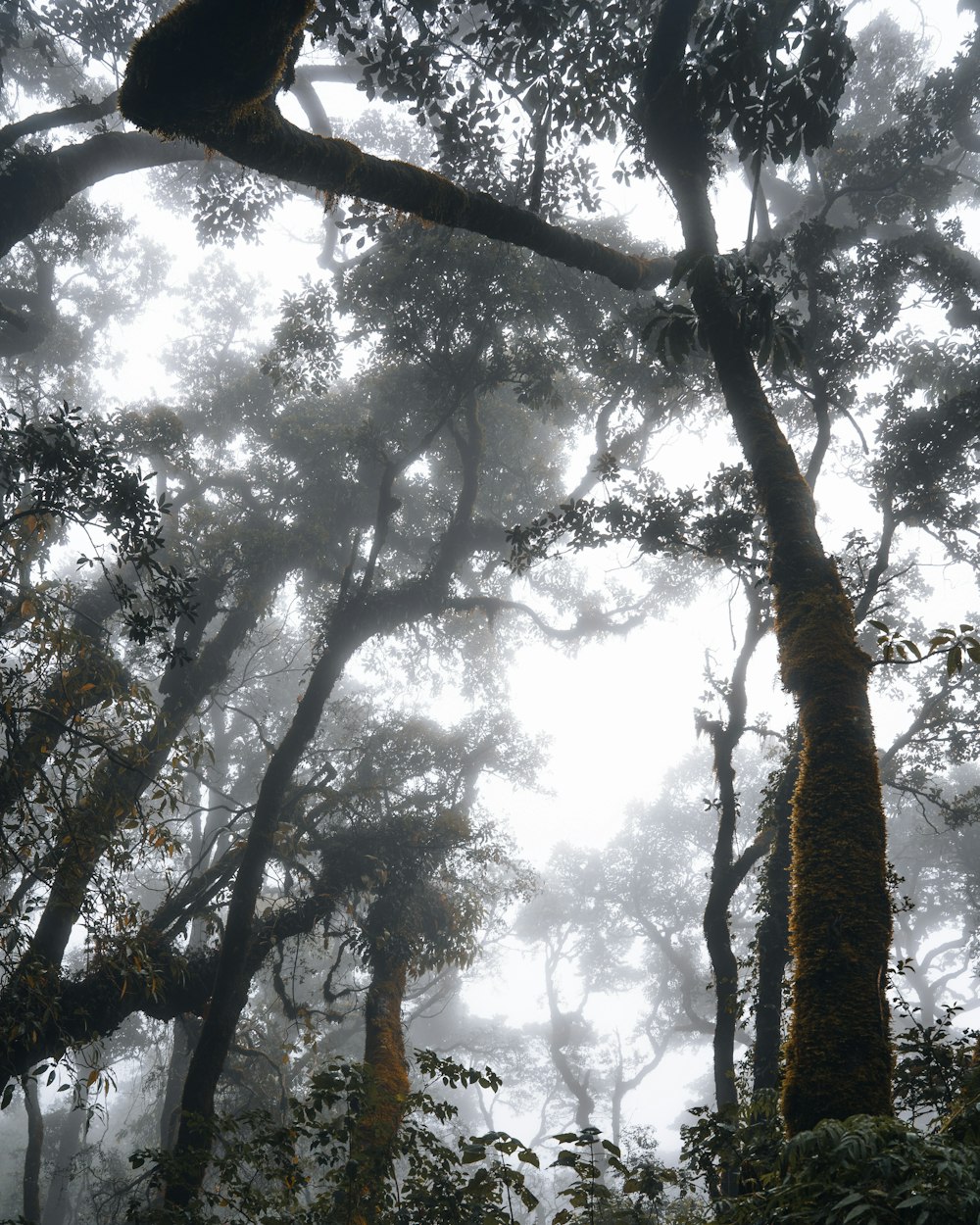 a forest filled with lots of trees covered in fog