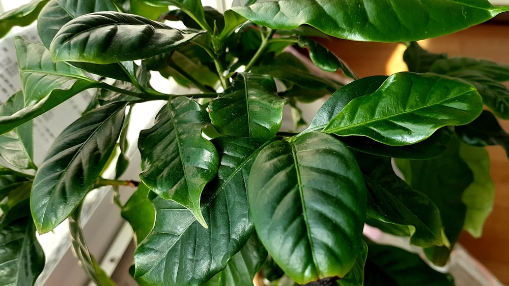 a close up of a plant with green leaves