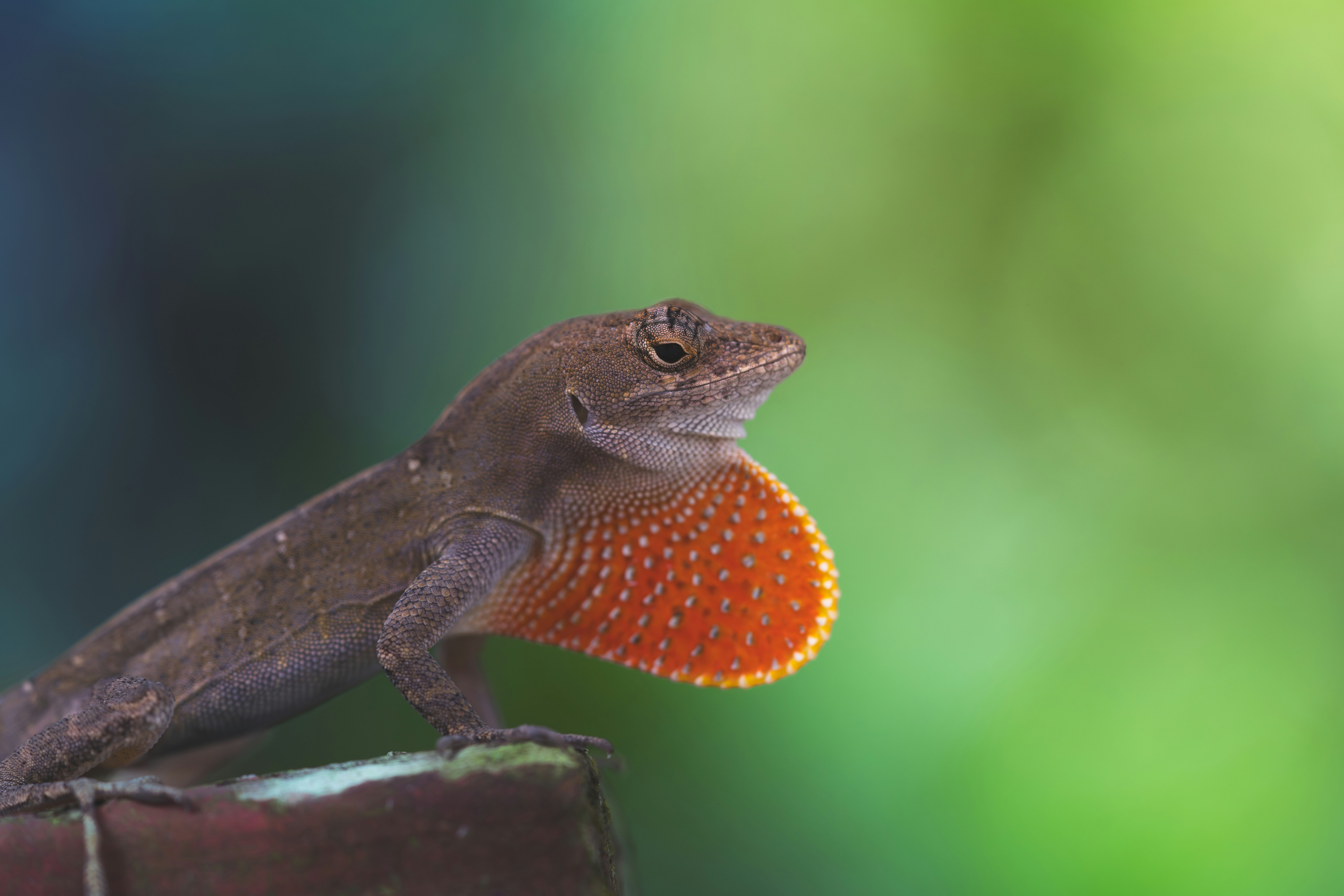 a lizard with an orange ball in its mouth, 