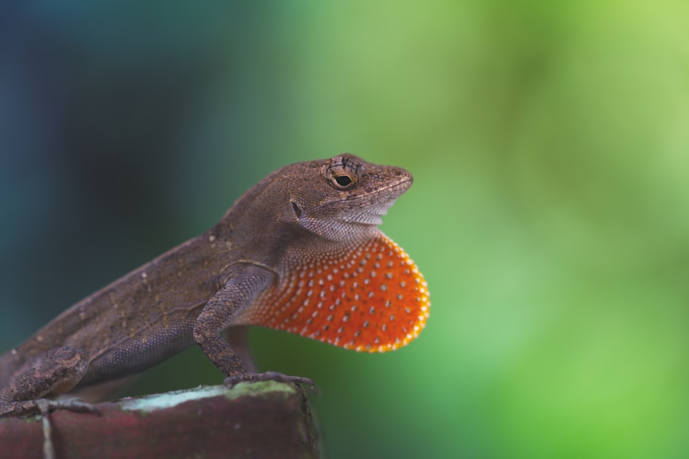 um lagarto com uma bola laranja na boca