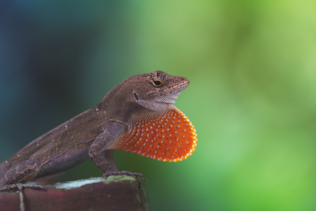 a lizard with an orange ball in its mouth,