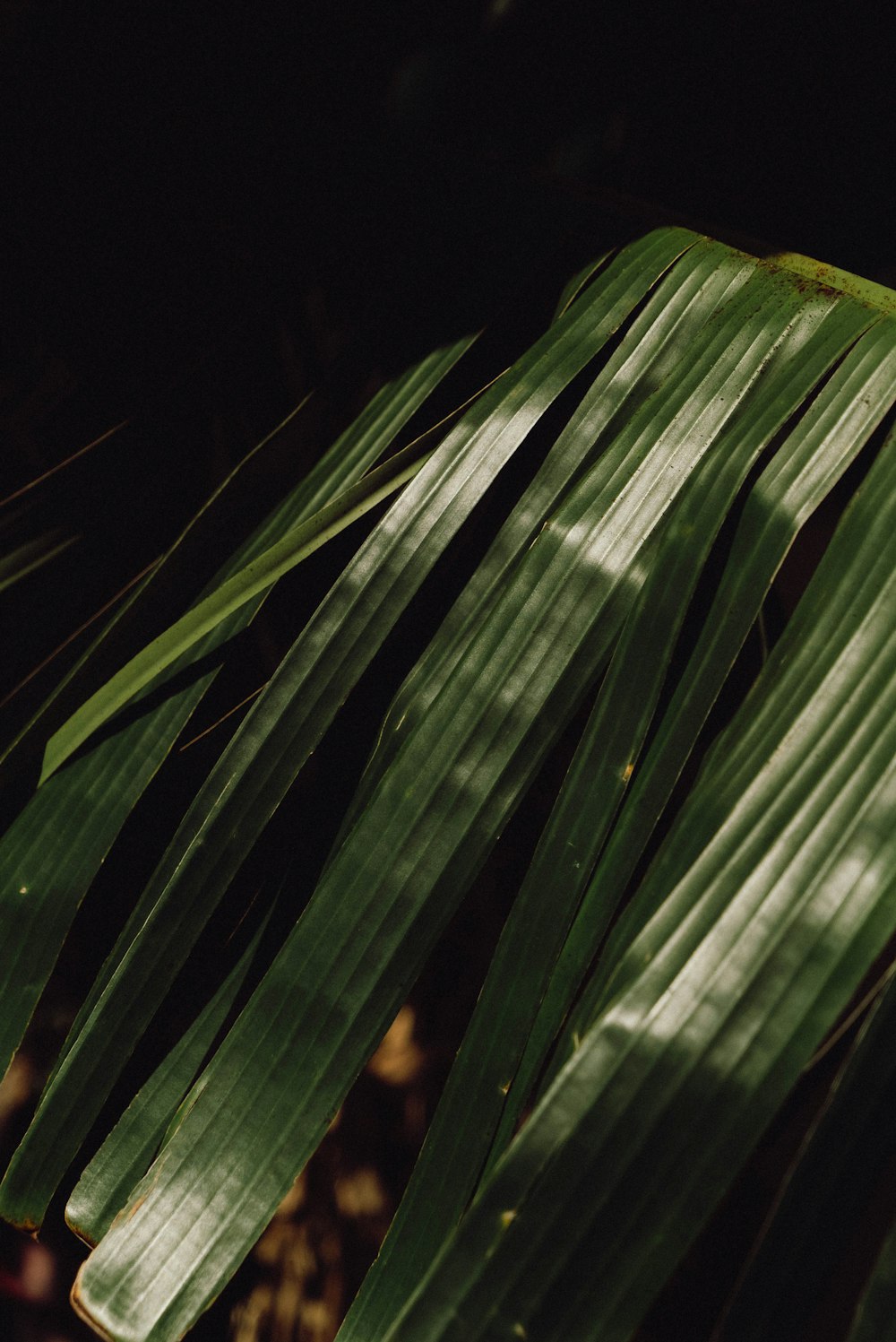 a close up of a leaf of a plant