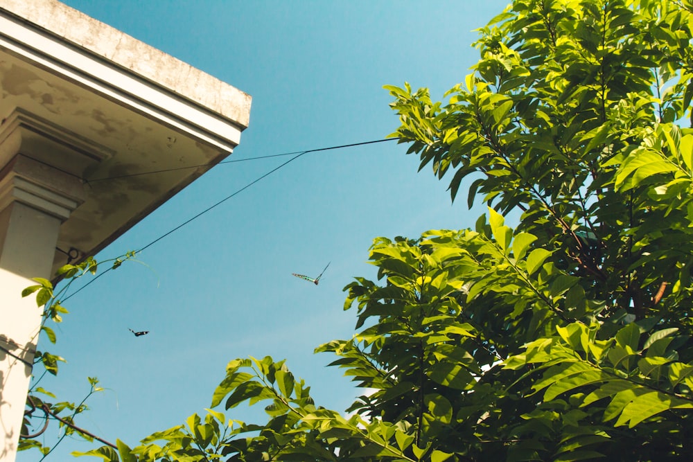 a bird is flying in the air above a tree