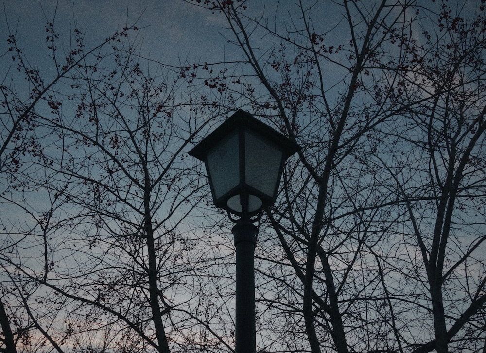 a street light sitting next to a tree with no leaves