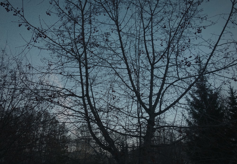 a bare tree with no leaves in the evening