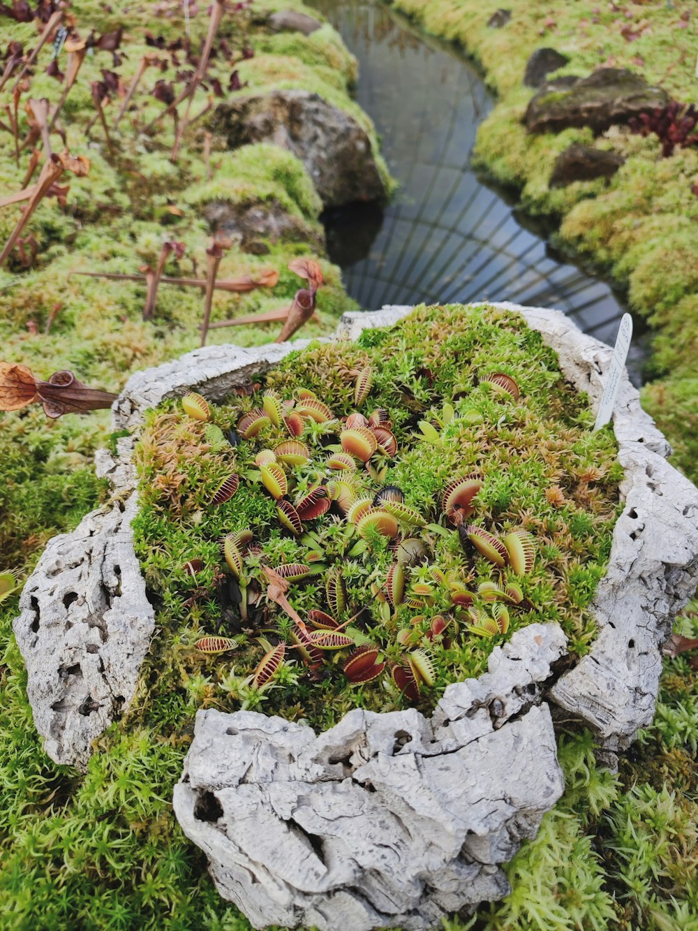 a moss covered rock with a stream running through it