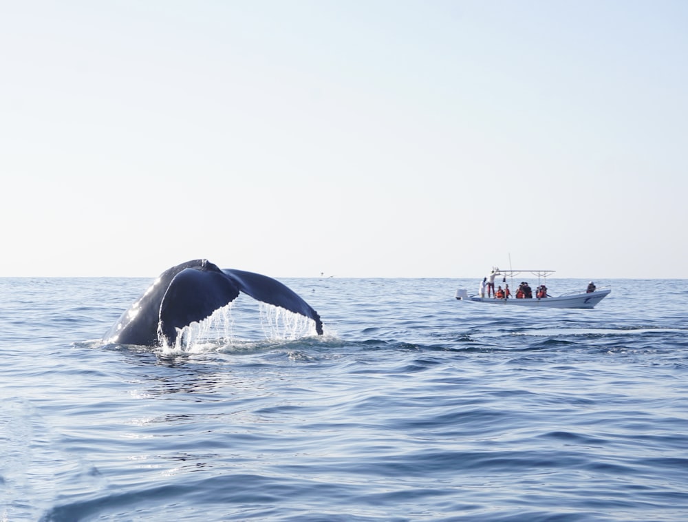 a whale tail flups out of the water