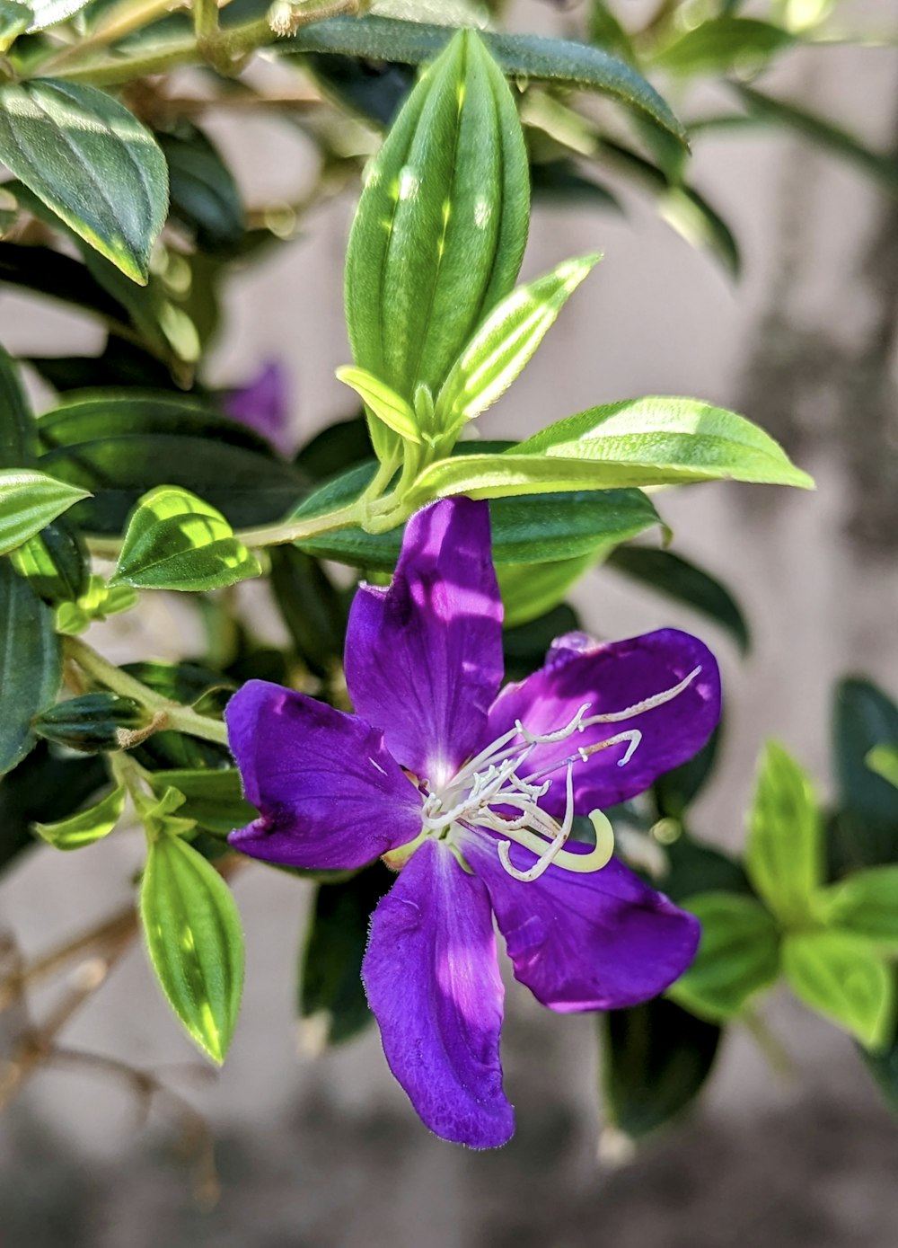 a close up of a purple flower with green leaves