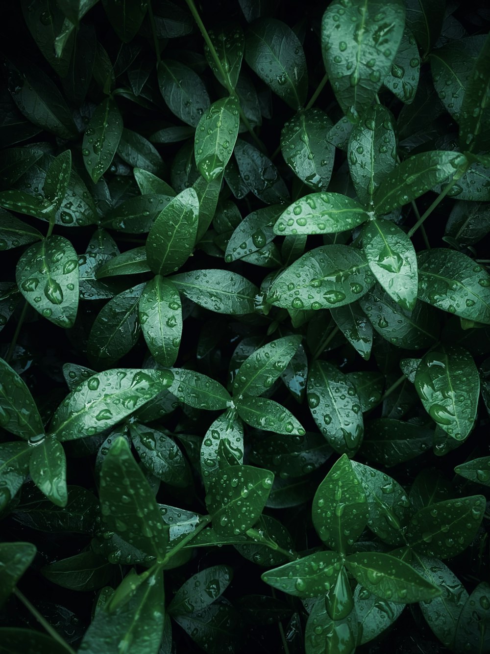 a bunch of green leaves with drops of water on them
