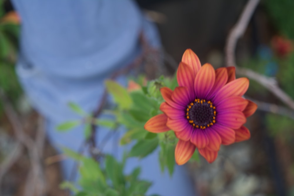 a purple and orange flower sitting next to a blue fire hydrant