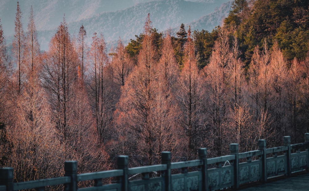 a forest filled with lots of tall trees