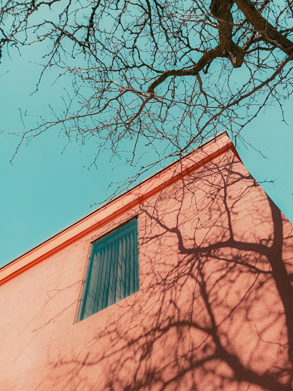 a tree casts a shadow on the side of a building