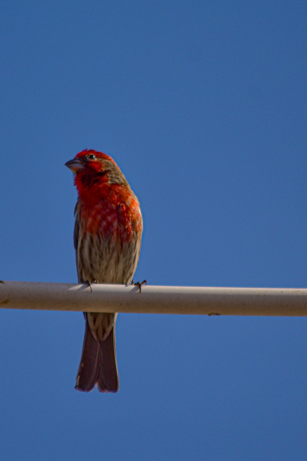 a small bird sitting on top of a metal pole