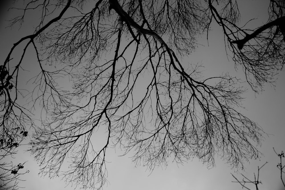 a black and white photo of a tree with no leaves