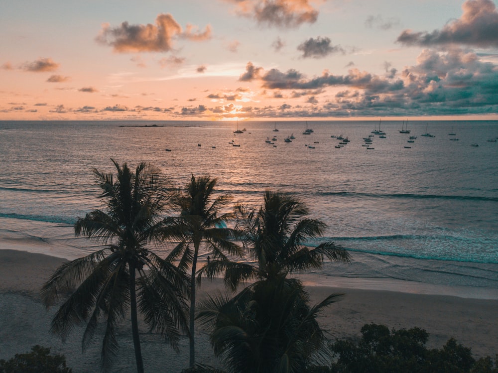 a beach with palm trees and boats in the water