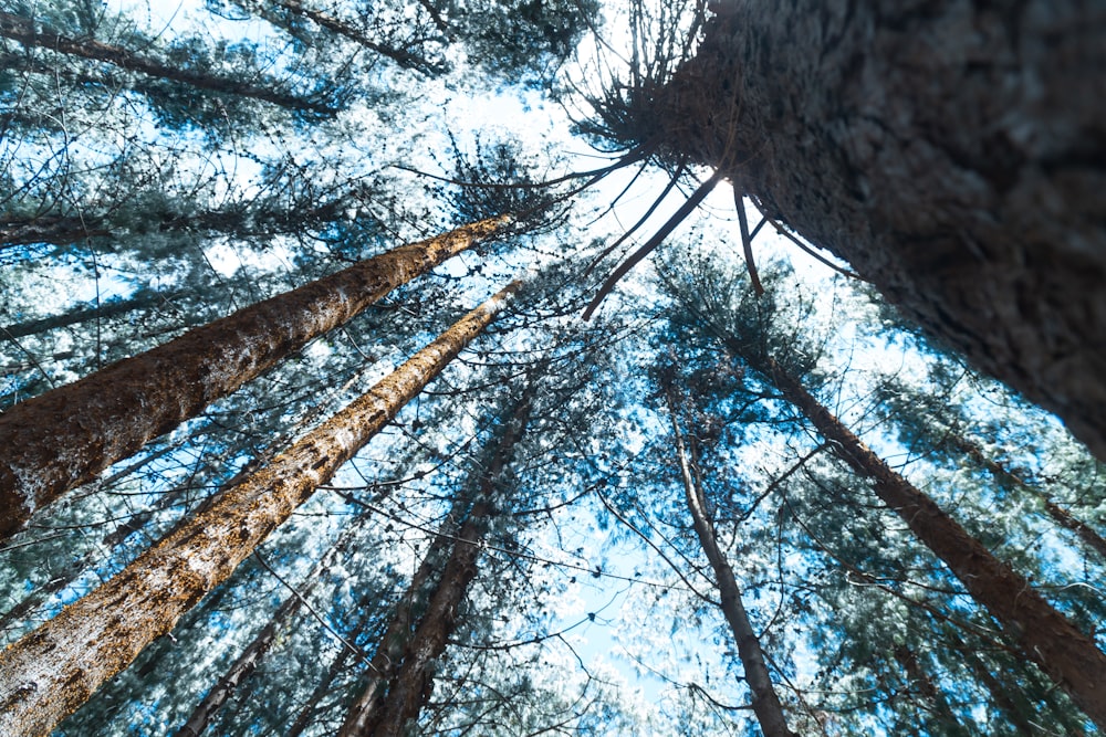 a group of tall trees standing next to each other