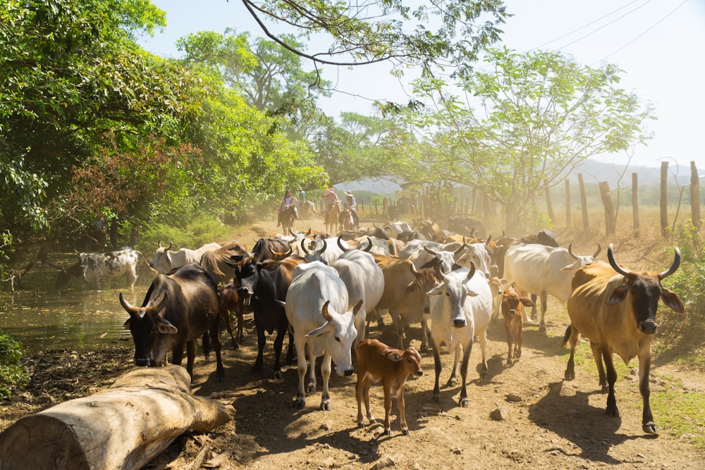 a herd of cattle walking down a dirt road