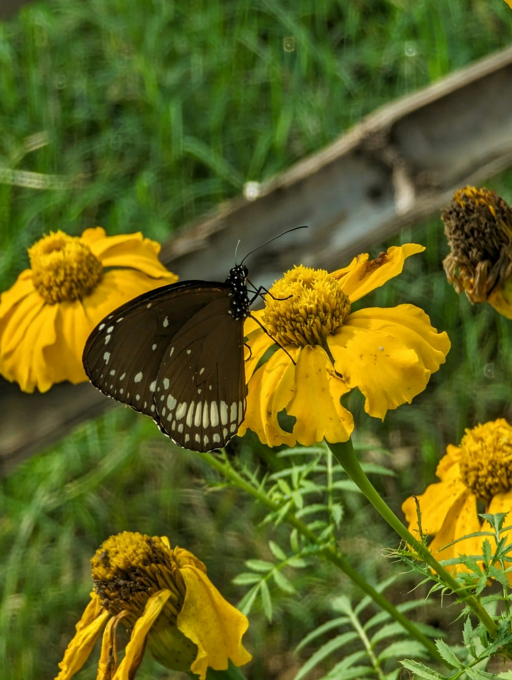 a black and white butterfly on a yellow flower