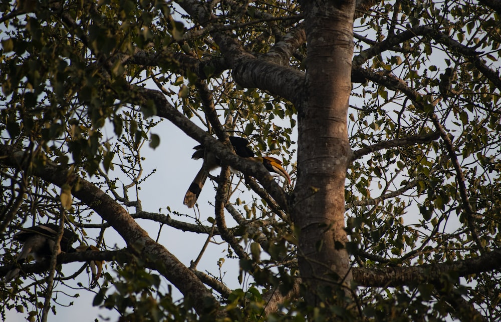 a bird is perched in a tree with no leaves