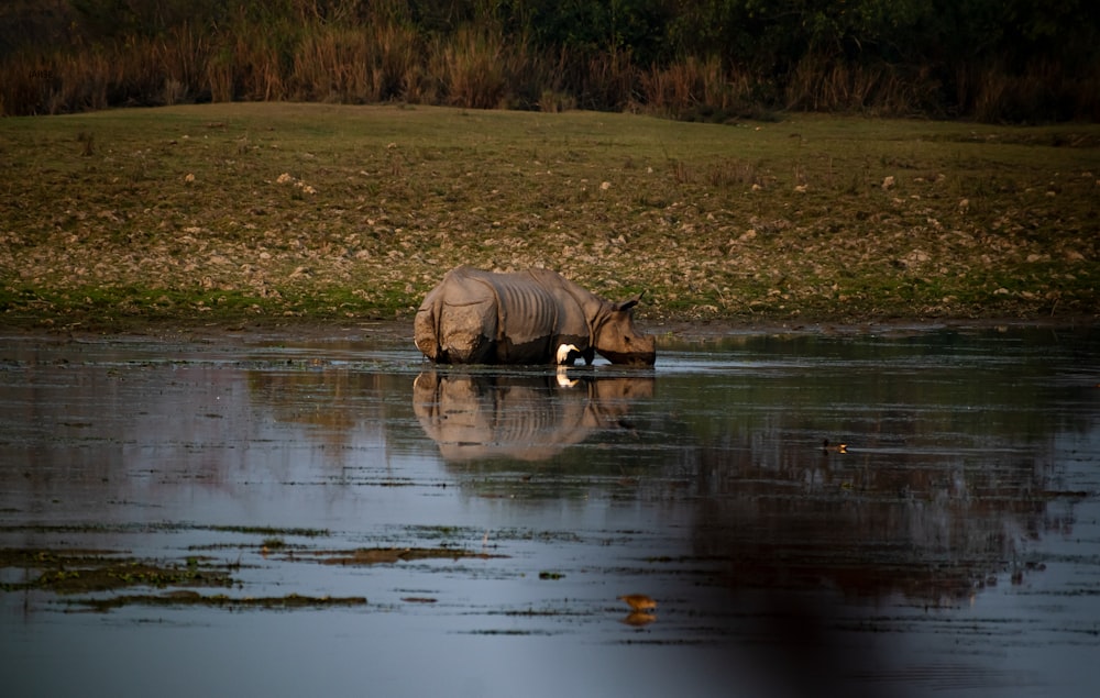 a rhino standing in a body of water